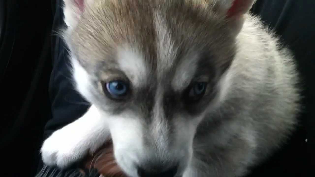 Siberian Husky Puppy Crying - YouTube