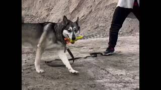 Pascho Update | Tierschutz Hund sucht ein Zuhause