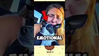 This Dog start Crying when he met his Owner 😭🐶❤ #animals #dogs #cute #shorts #pets