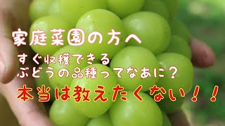 【家庭菜園】どうやったらすぐ収穫できる？意外な品種