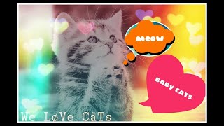 baby cats _cute and funny_videos compilation (we love cats) by Cat Lovers club 36 views 4 years ago 7 minutes, 34 seconds