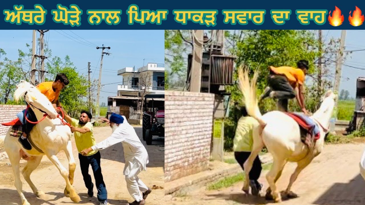 ਅੱਥਰੇ ਘੋੜੇ ਨਾਲ ਪਿਆ ਧਾਕੜ ਸਵਾਰ ਦਾ ਵਾਹ🔥ਕਰੰਟ ਈ ਬਹੁਤ ਆ.. AGGRESSIVE HORSE GIVING TOUGH TIME TO TRAINER..