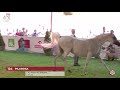 N124 PILAROSA 2020 PRIDE OF POLAND 42nd Arabian Horse National Show 11 Years Old And Older N124 PILAROSA 2020 PRIDE OF POLAND 42nd Arabian Horse National Show 11 Years Old And Older