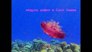 Маленькая медуза на внешнем рифе от отеля зе В Лакшери и Пирамиса