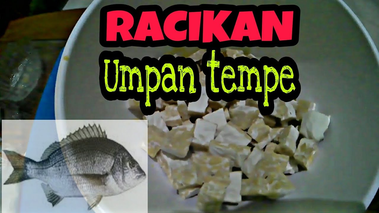 Racikan Umpan Tempe untuk ikan Patik ( Bekukon / Kakap Batu )