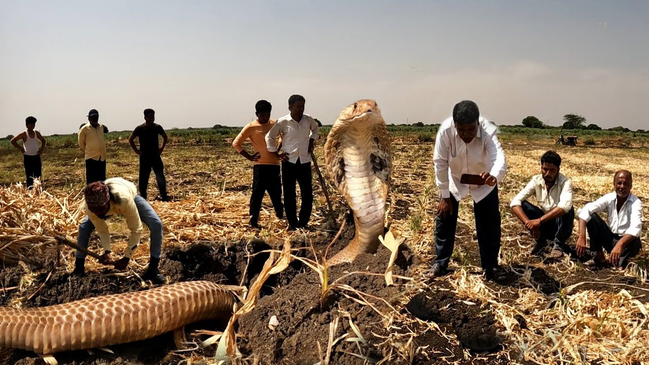 पूर्वजों से देखते आ रहे इस खतरनाक सांप की दास्तान,किसानों का सामना हुआ जहरीले इंडियन कोबरा सांप से..