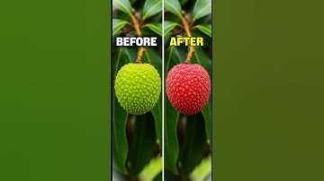 From Green to Sweet: The Lychee’s Change! #shorts
