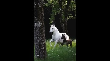 عبد الباسط عبد الصمد(لقد كان في يوسف واخوته آيات..)🍂🍂🍁🍁