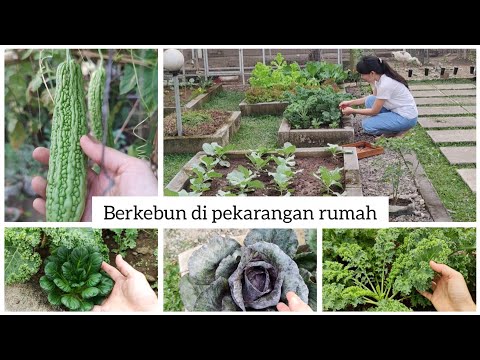 Food security || Growing vegetables at home thumbnail
