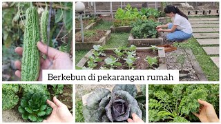 Food security || Growing vegetables at home