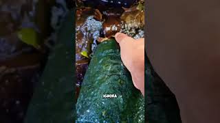 Esta piedra verde salió del río 😱 #shorts