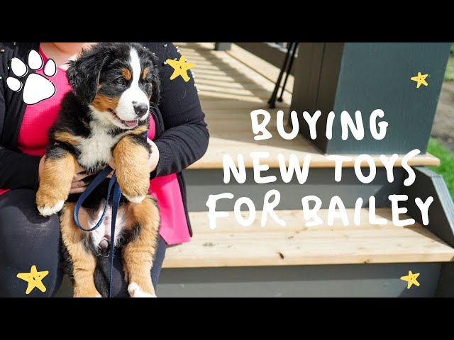 Bernese Mountain Dog Reviews Dog Toys