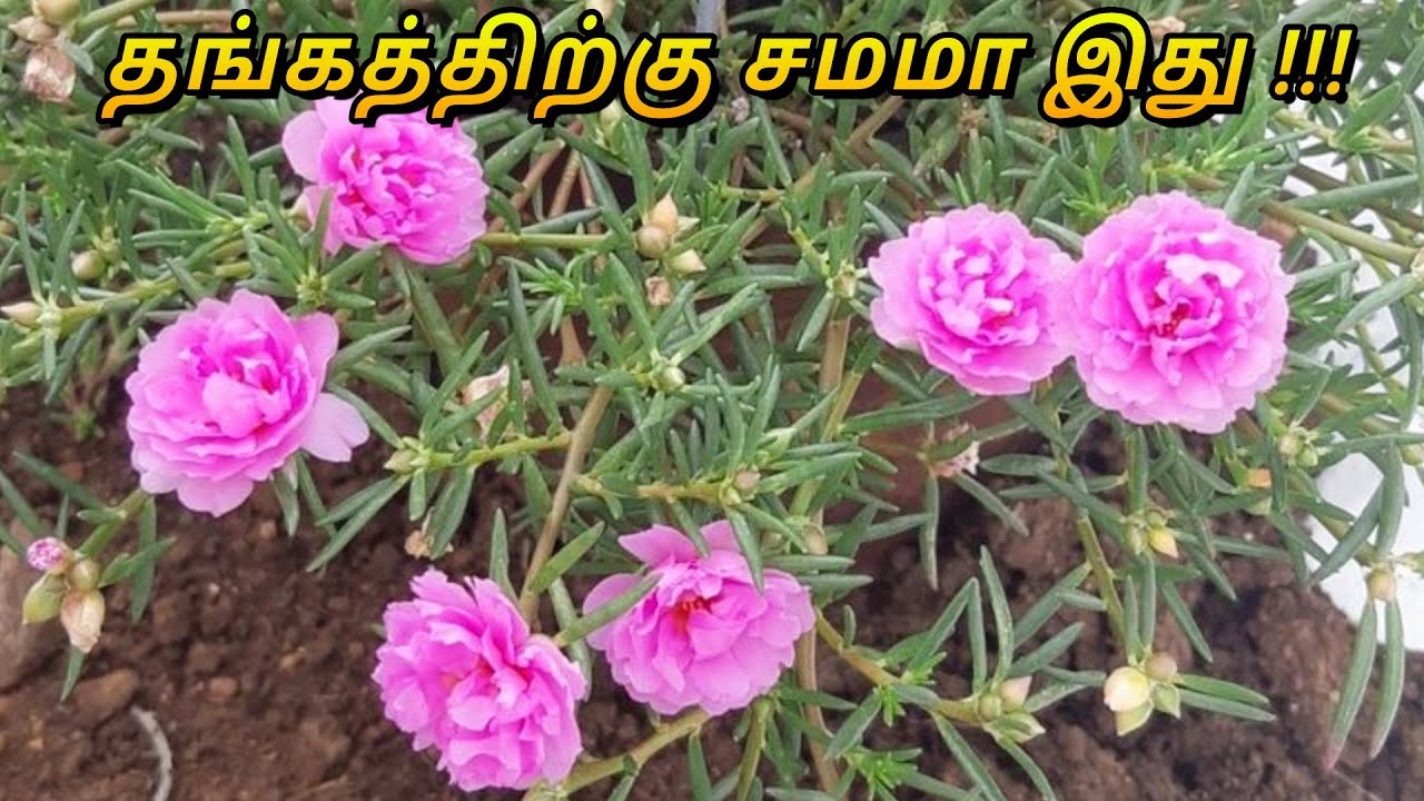 Table Rose செடியின் 3 முத்தான ரகசியங்கள் Moss rose uses in TamilPattu