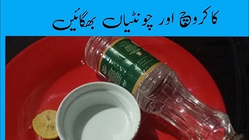    Homemade Cockroach Killer/ How To Get Rid of Cackroach/   Guddi aapa k totaky & tips
