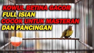 Download Lagu KOLIBRI WULUNG BETINA GACOR COCOK UNTUK PANCINGAN DAN MASTERAN MP3 Download Lagu KOLIBRI WULUNG BETINA GACOR COCOK UNTUK PANCINGAN DAN MASTERAN MP3