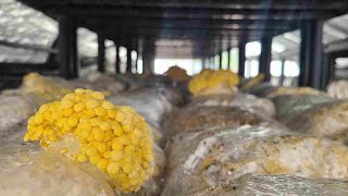 The Best Way To Grow Yellow Oyster Mushrooms