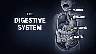 Digestive System In 5 Minutes Easy Biology