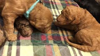 Golden Doodle Puppies For Sale in Pensacola, FL