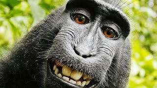 Top of the Funniest and Funny Jokes with Animals compilation 2017