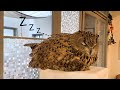 徐々に液体化するフクロウ