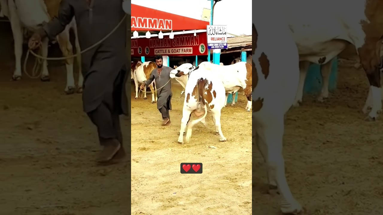 Animals Lover 😍😍 Madeenay Wala was in Mandi Jameel Memon