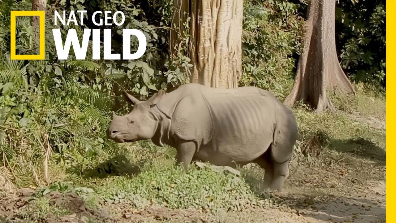 “Conservation of Rhinos in Kaziranga National Park | Nat Geo WILD” – Documentary