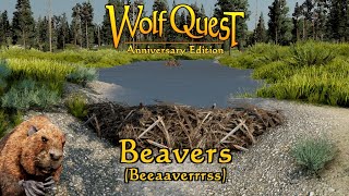 Beavers (Beeaaverrrss)
Beavers are coming along. It turns out they are more complicated than one might expect. First of all, they are semi-aquatic so their movement patterns and behaviors are different than all the other WolfQuest animals — as is how wolves hunt them. We are drawing on recent discoveries by the Voyageurs Wolf Project about wolf predation on beavers, which means a new hunting mode: ambush! As always, Tommi is crafting the balance of naturalistic behavior and fun gameplay. Beavers should be ready to release…pretty soon!
Learn more about how wolves hunt beavers from the Voyageur Wolf Project: https://www.voyageurswolfproject.org/project-updates
Can beavers see wolves waiting in ambush? https://www.youtube.com/watch?v=i9QppHDdf7o
Trent Stangers video of a wolf attacking a beaver: https://www.youtube.com/watch?v=LlYYQz8vitg&t=43s
WolfQuest: Anniversary Edition is available now for PC/Mac on Steam and itch.io, as Early Access. The game currently includes Episode 1: Amethyst Mountain, Episode 2: Slough Creek, Lost River: Classic, and multiplayer mode in Amethyst and Lost River. (Slough Creek multiplayer is coming soon,.) The mobile version will come after the game (including Slough Creek) is completed on PC/Mac platforms. The next episode, Tower Fall (DLC) will follow. We do not announce specific release dates. We will release them when they are ready! Beavers (Beeaaverrrss)