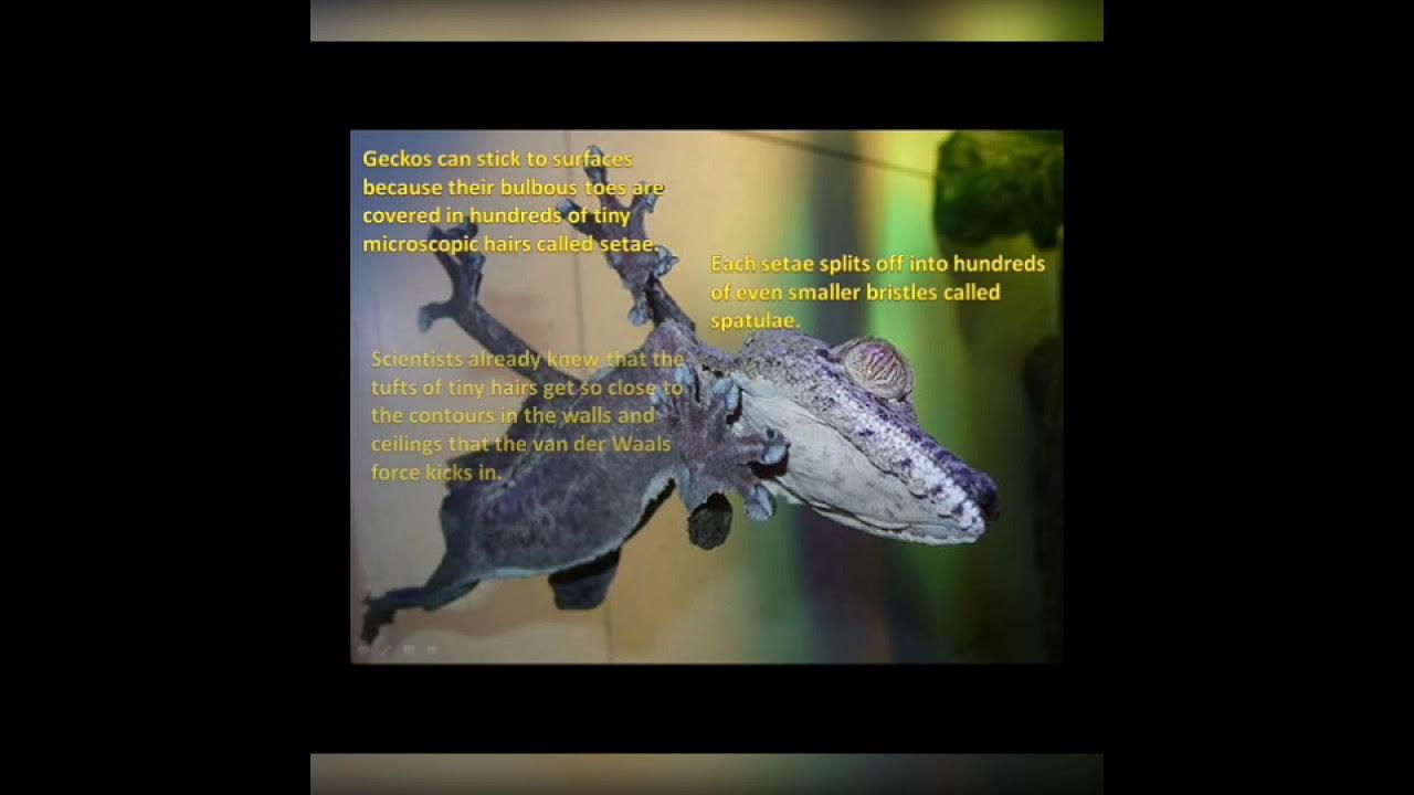 how do lizards climb on walls??? YouTube