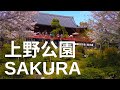 Tokyo Cherry Blossoms - Ueno Park - 4k 50fps