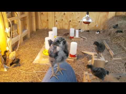 Jupiter Farmer Chicken coop