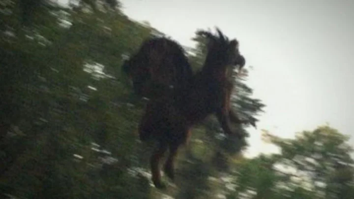 The Jersey Devil Incident, a 4chan greentext