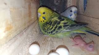 Budgerigar