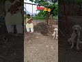 #shortsfeed #shorts #ytshorts #viralvideo #beautiful #youtubeshorts