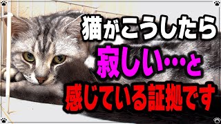 猫が「寂しいよ…」と伝えている時に見せる行動 '6選' by ねこねこジャーナル 6,248 views 10 months ago 5 minutes, 26 seconds