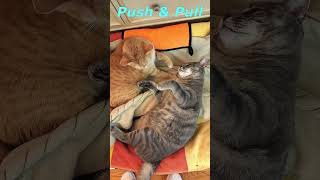 Two Naughty Cats. Cat&#39;s Funny Life. Cute Cats Jessica &amp; Johnny #shorts #cats #viral