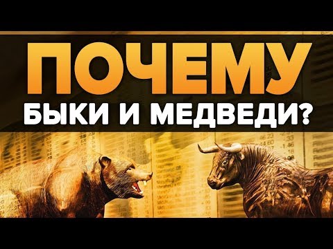 Видео: Разница между медведем и быком