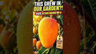 Planted the "Queen of Mangoes" in Our Backyard! 😲👑🥭