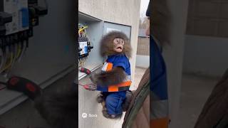 Эти животные сделали то, чего никто не ожидал 😱 #3