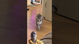 slow dance cat ka Radhe Radhe