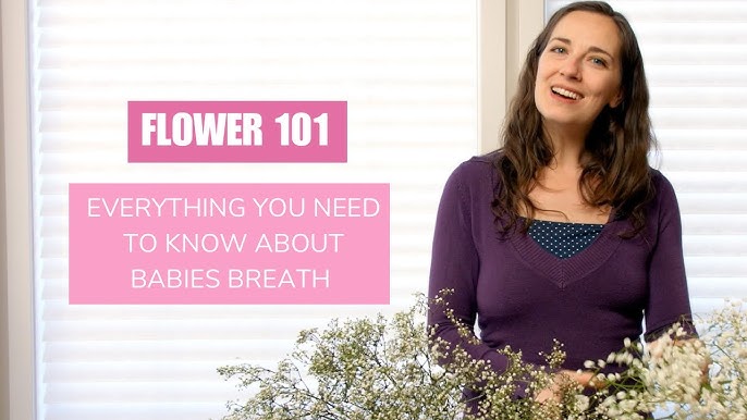 Growing Baby's Breath: How to Plant and Care For Baby's Breath