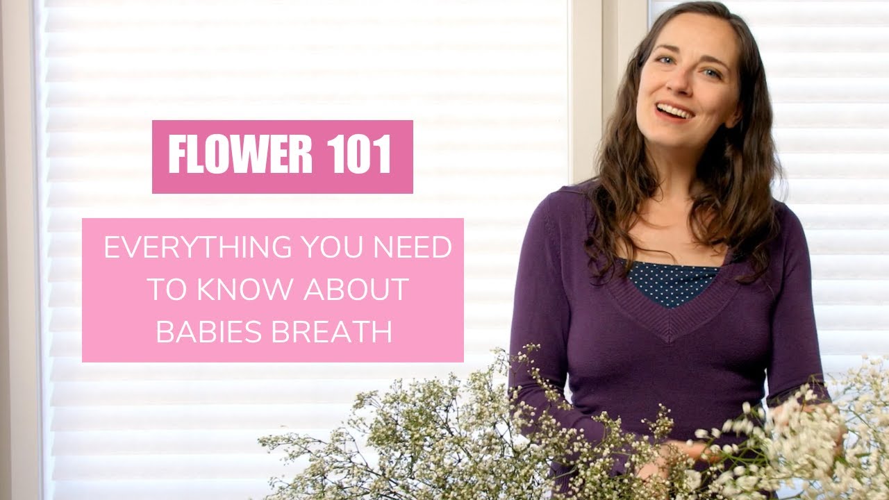 Bulk Baby's Breath, 120 Stems