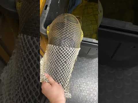 شاهد الافعى تغير جلدها سبحان الله Youtubeshorts Shorts 