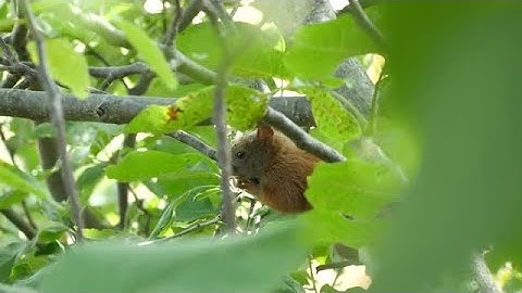 Squirrel Rests On Branch Stock Video