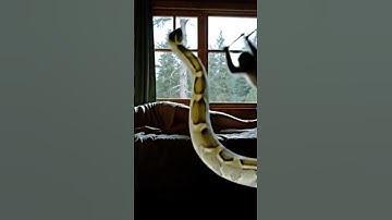 Brave Monkey Saves Woman from Giant Python in Cabin