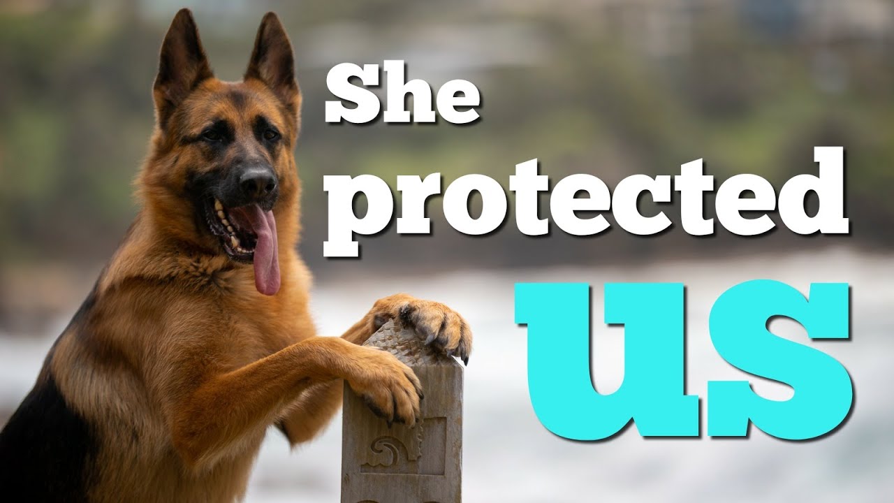 Our German Shepherd Protected Us | Apartment Dogs | Life Update - Youtube