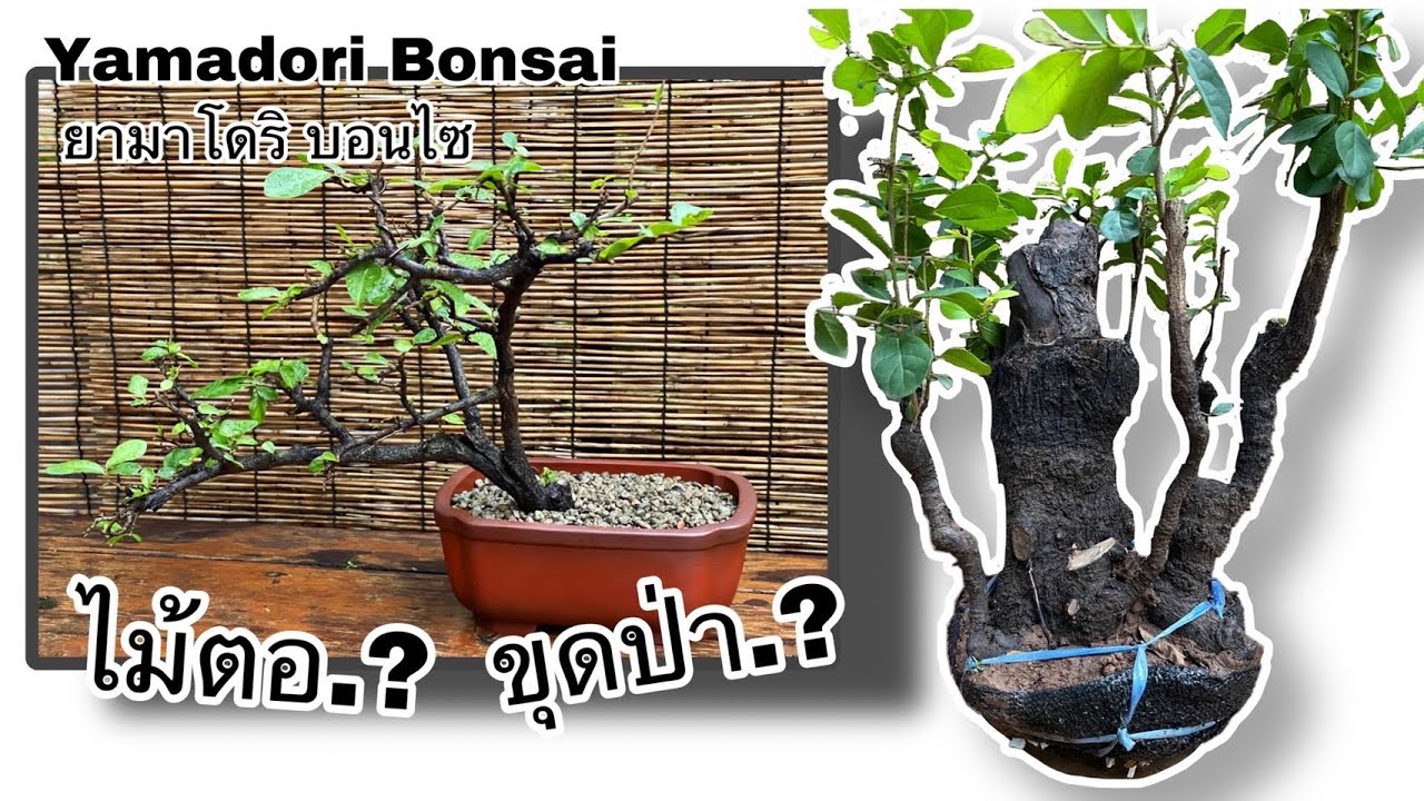EP:12 [yamadori bonsai] วิธีการเลี้ยงไม้ตอโครงสร้างขุดจากป่ายังไงให้รอด