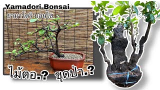 EP:12 [yamadori bonsai] วิธีการเลี้ยงไม้ตอโครงสร้างขุดจากป่ายังไงให้รอด