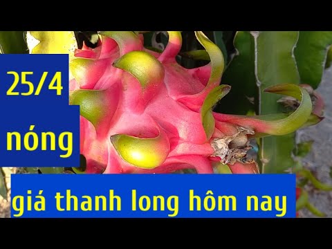 giá thanh long hôm nay 25/4 @QuangMienTay