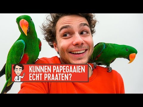 Video: Hoe Om 'n Papegaai-papegaai Te Leer Praat