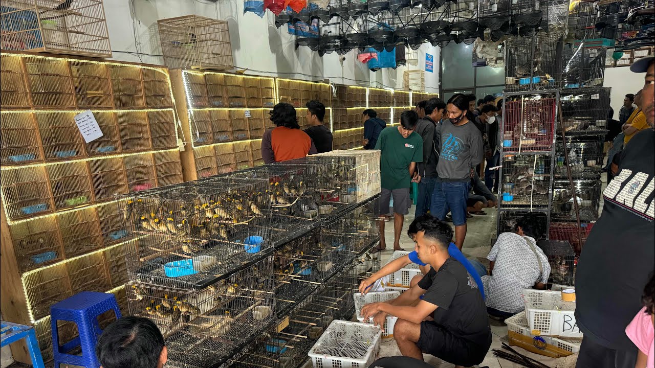 BONGKAR GEDEN !!! BURUNG PLECI - MANYAR MAS - ZEBRA FINSH - CUCAK KOMBO - PRENJAK DLL